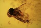 Detailed Fossil Fly (Diptera) & Ant (Formicidae) In Baltic Amber #105463-3